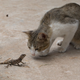 Image for article titled Feral Cats Are Slaughtering Australia's Reptiles